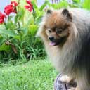 dog and flowers